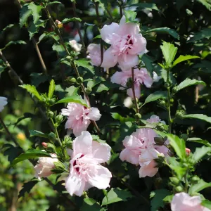 Brighter Blooms - Pink Rose of Sharon Althea Tree, 3-4 ft, - No Shipping To AZ, OR