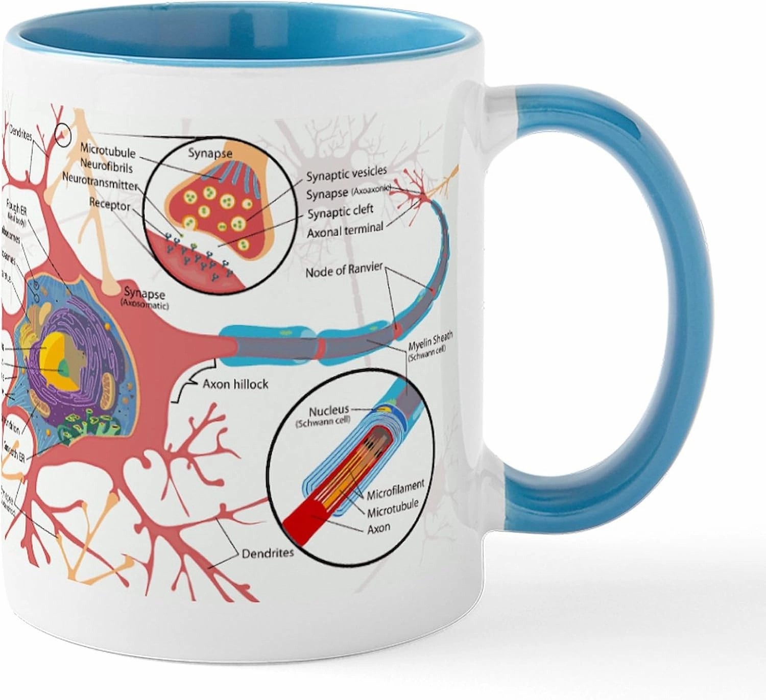 CafePress Neuron Cell Diagram Mugs 11 oz (325 ml) Ceramic Coffee Mug