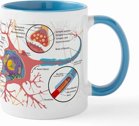 CafePress Neuron Cell Diagram Mugs 11 oz (325 ml) Ceramic Coffee Mug