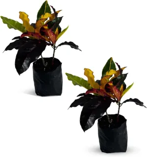 Croton Monalisa 2-Pack by LEAL Plants Ecuador | Vibrant Tropical Indoor Plant | Evergreen Live Décor for Home & Office | Low-Maintenance Houseplant with Stunning Variegated Foliage