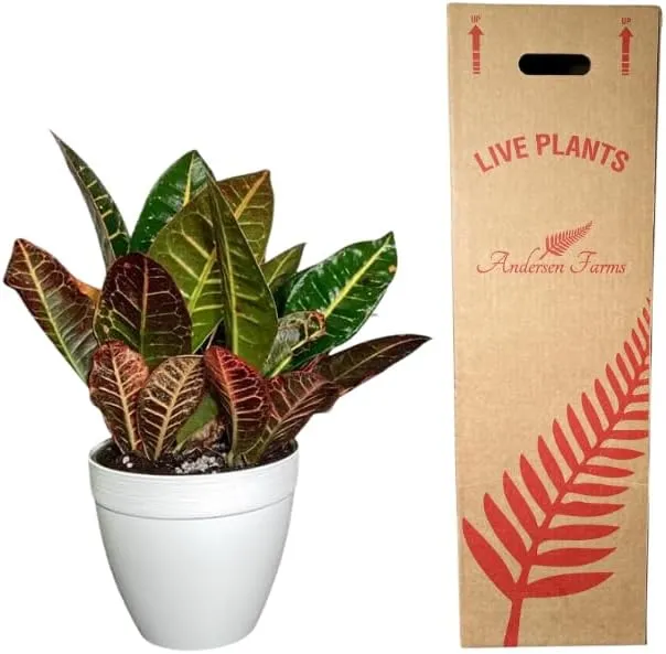 Croton Petra Live Plant – Vibrant Indoor/Outdoor Tropical Foliage in 6-Inch Deco Pot