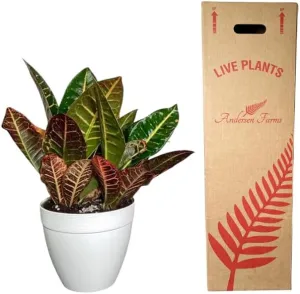 Croton Petra Live Plant – Vibrant Indoor/Outdoor Tropical Foliage in 6-Inch Deco Pot