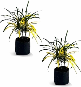 Croton Cock Tail Yellow (2-Pack) by LEAL Plants Ecuador | Vibrant Foliage Tropical Plant | Natural Décor Plant | Colorful Picasso Paintbrush Leaves | Easy Care Indoor/Outdoor Houseplant