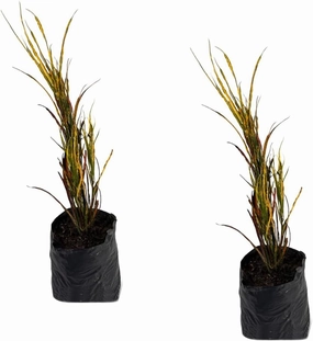 Croton Picasso (2-Pack) by LEAL Plants Ecuador | Vibrant Foliage Tropical Plant | Natural Décor Plant | Colorful Picasso Paintbrush Leaves | Easy Care Indoor/Outdoor Houseplant
