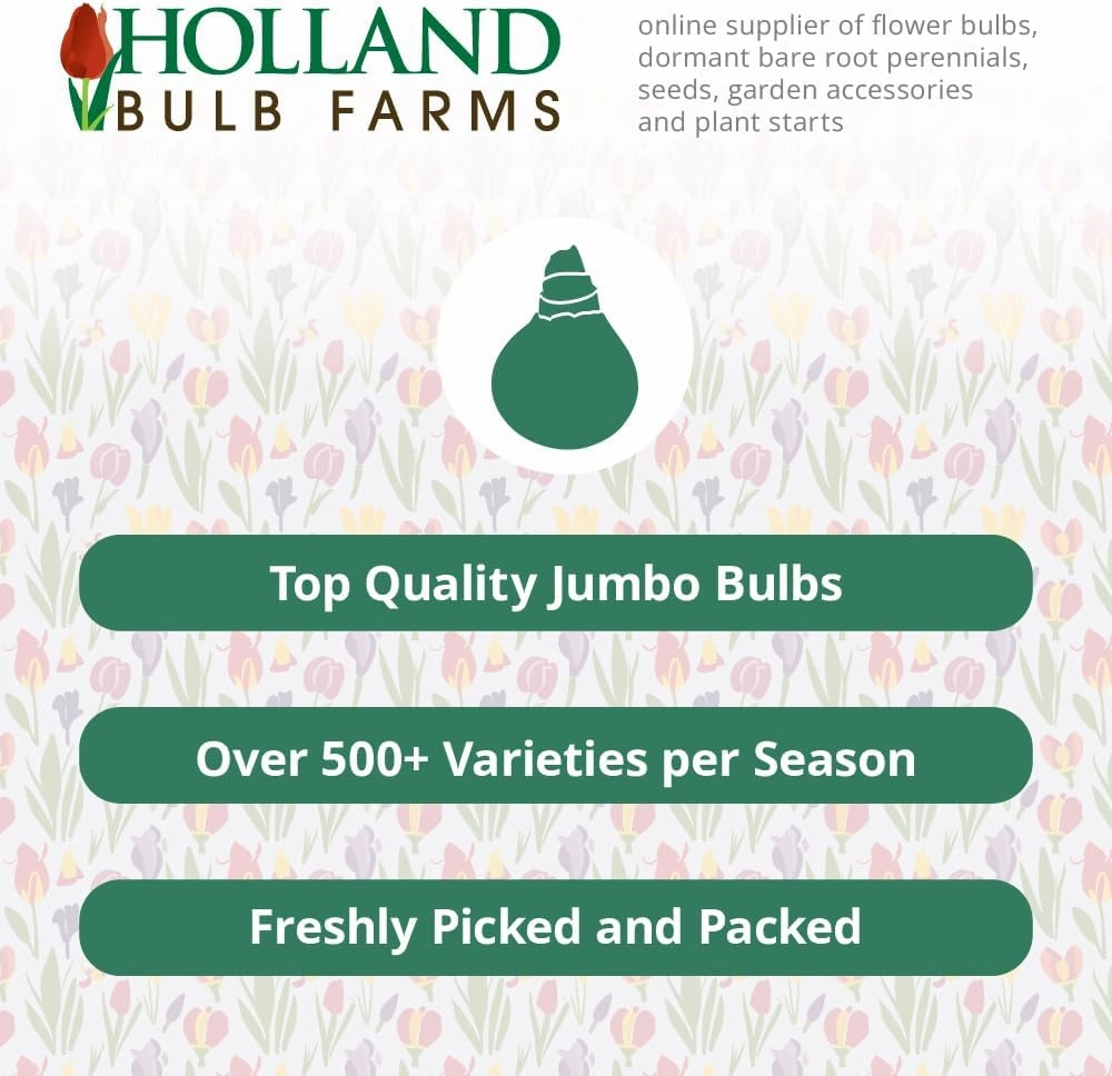 Foxy Lady Decorative Dahlia Flower Bulbs - 3 Tubers Per Pack - Blooms All Summer - Grows Well in Containers - Good as Cut Flowers - Deer Resistant