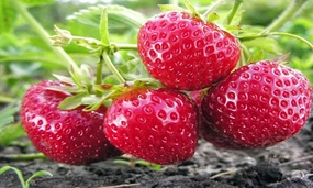 Hand Picked Nursery Albion Everbearing Strawberry Plants Live for Planting, Non-GMO Live Outdoor Plants - 10 Live Plants