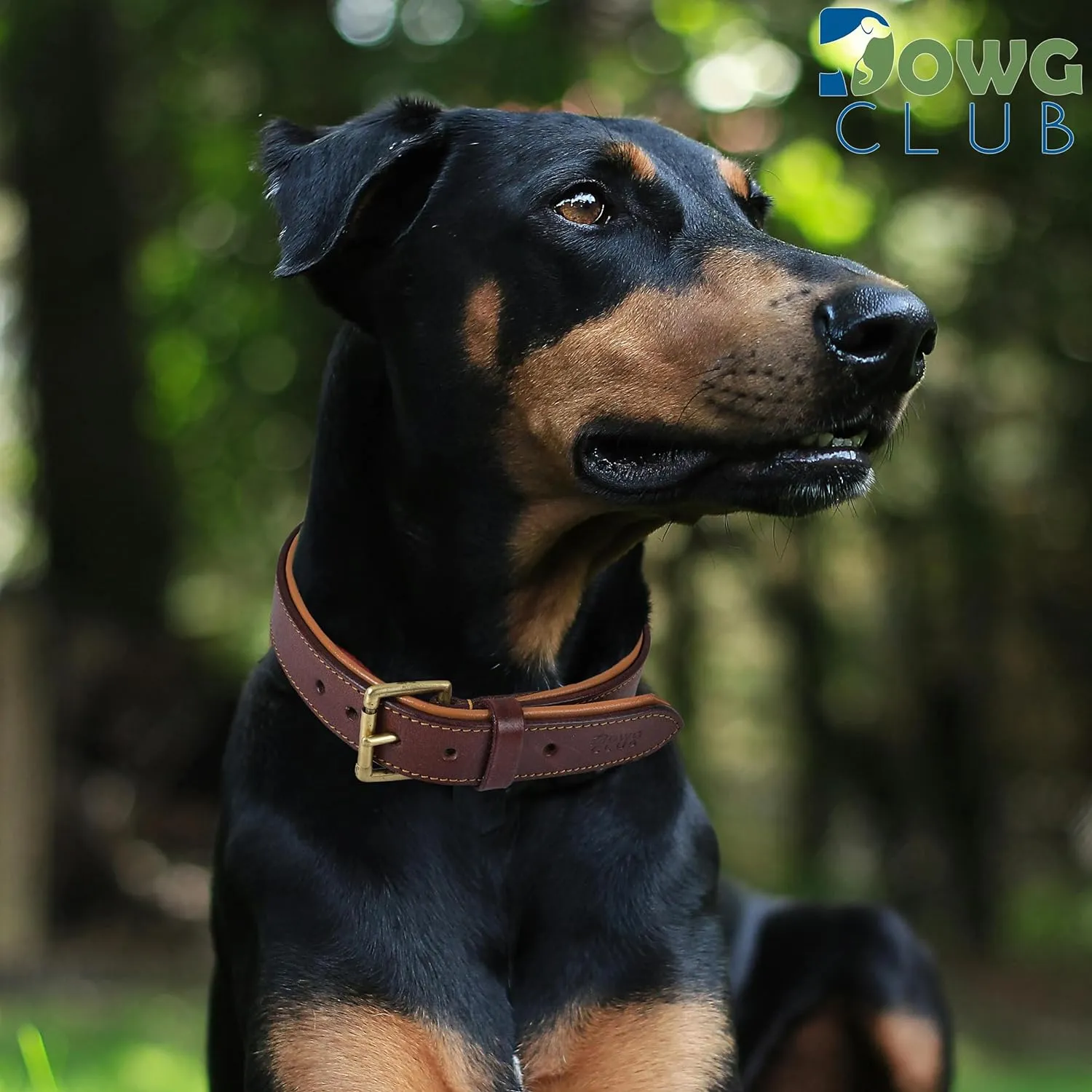 Leather Dog Collar | Dog Collar for Large Dogs, 1.25 Inch Wide, Brown | Genuine, Full Grain, Heavy Duty, Comfortable, Inner Soft Padding | (Large (Fit Neck Size 18.5"-22.5"), Brown)