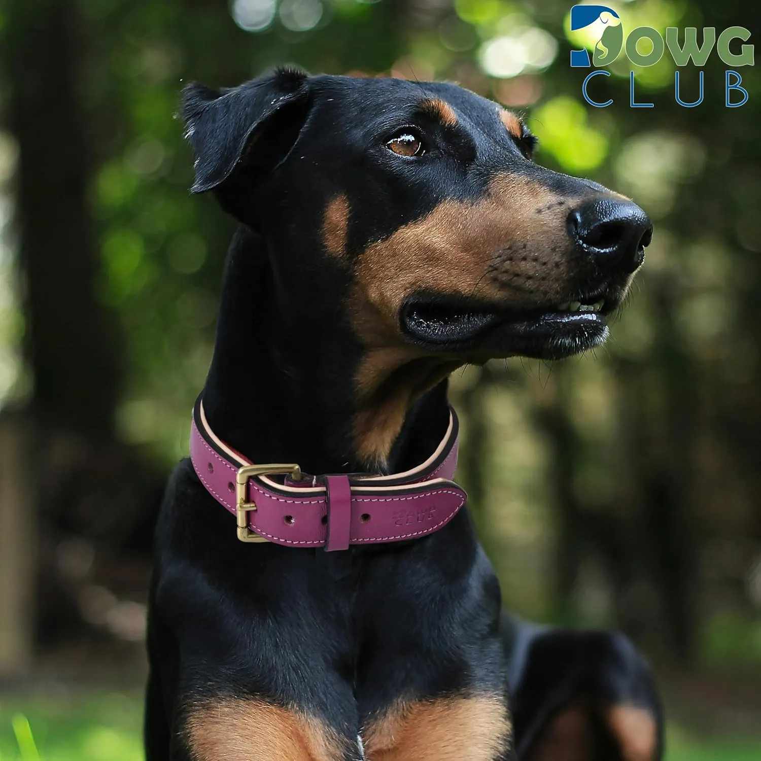 Leather Dog Collar - Pink, Medium - Handcrafted, Soft Padded Collar with Brass Buckle, Stylish & Durable (Medium (Fit Neck Size 14.5"-18.5"), Dark Pink)