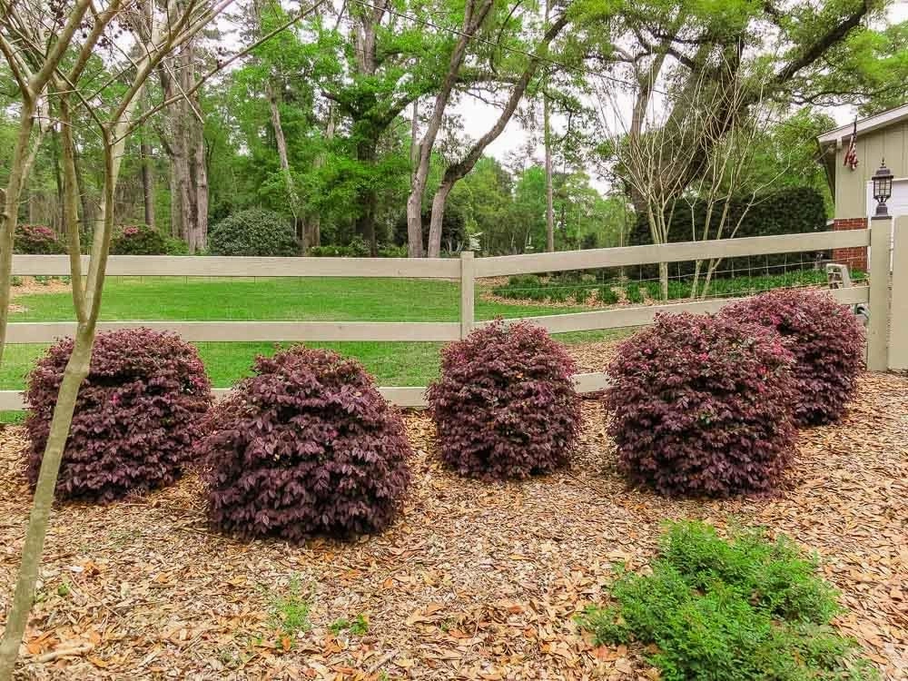 Loropetalum Ruby I 3 Live Quart Size Plants I Chinese Fringe Flower I Vivid Red Leaves with Pink Blooms, Ideal for Hedges, Borders, and Decorative Plantings