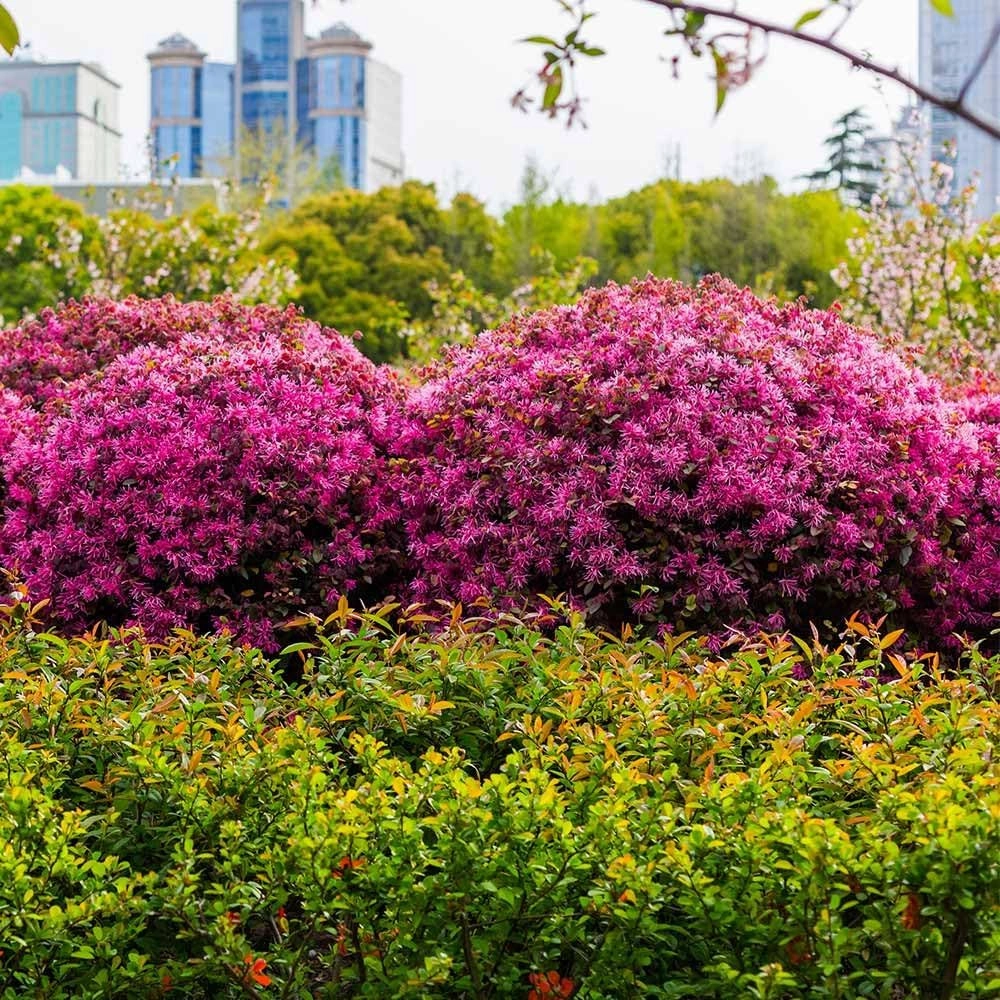 Loropetalum Ruby I 3 Live Quart Size Plants I Chinese Fringe Flower I Vivid Red Leaves with Pink Blooms, Ideal for Hedges, Borders, and Decorative Plantings