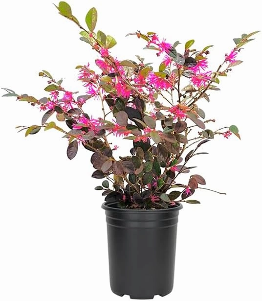 Loropetalum Ruby I 3 Live Quart Size Plants I Chinese Fringe Flower I Vivid Red Leaves with Pink Blooms, Ideal for Hedges, Borders, and Decorative Plantings