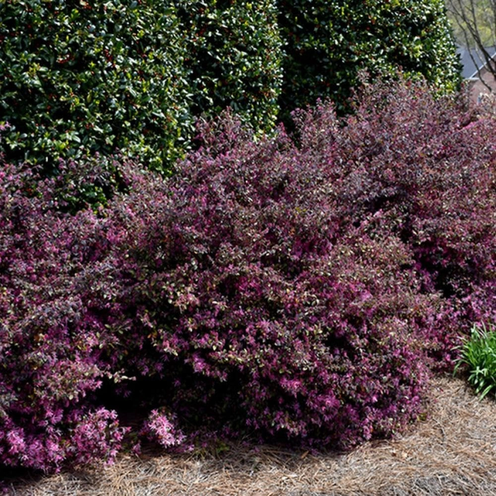 Loropetalum Ruby I 3 Live Quart Size Plants I Chinese Fringe Flower I Vivid Red Leaves with Pink Blooms, Ideal for Hedges, Borders, and Decorative Plantings