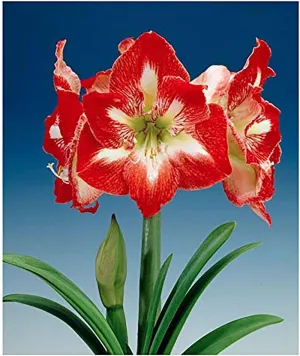 Minerva Red and White Amaryllis | Bare Root Bulb | 28-30 cm | 2-3 Stems with Up to 8 Flowers | Vibrant Floral Display | Ideal for Indoor & Outdoor Planting