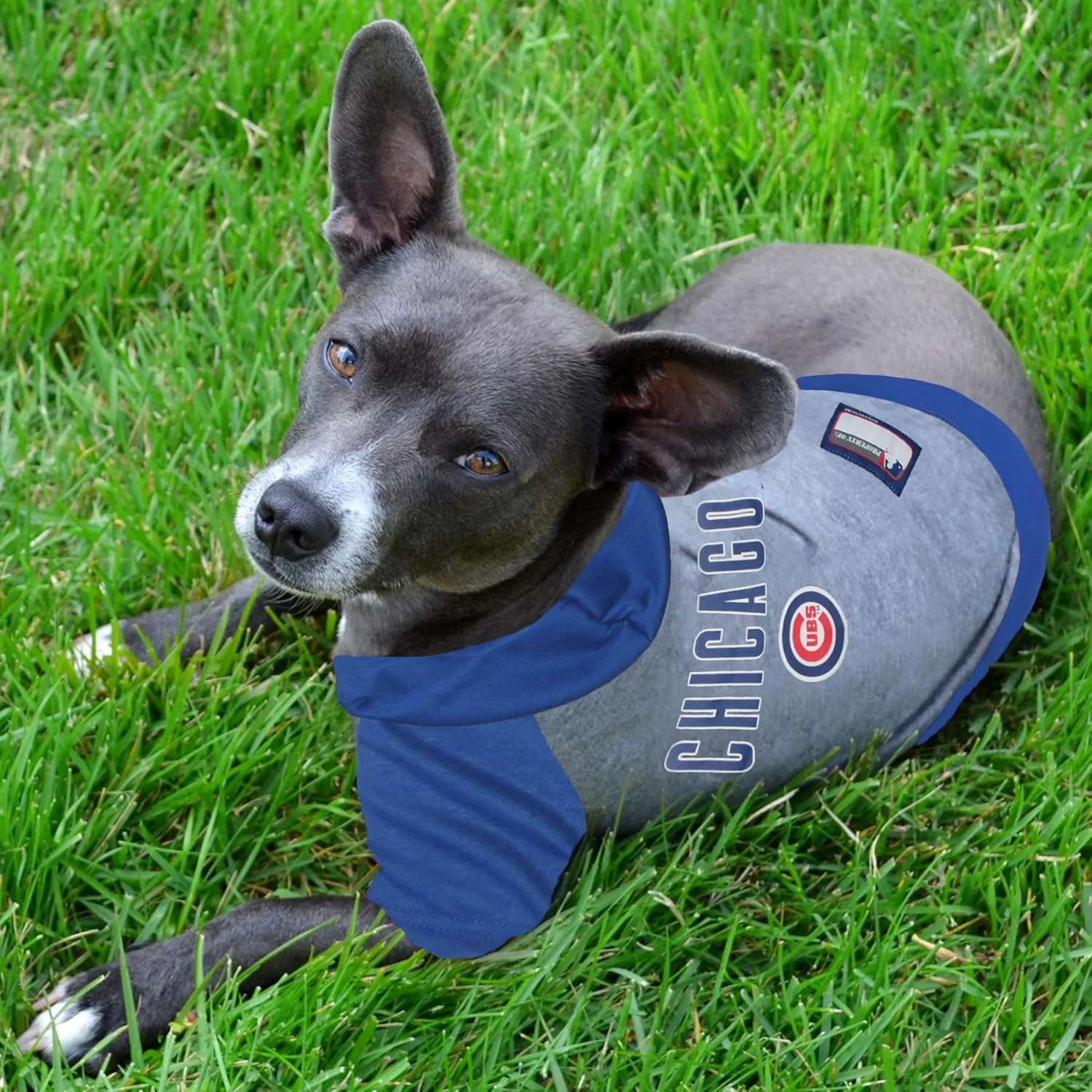 MLB PET Apparel. - Licensed Baseball Jerseys, T-Shirts, Dugout Jackets, CAMO Jerseys, Hoodie Tee's & Pink Jerseys for Dogs & Cats, Chicago Cubs, Small Shirt for Pets