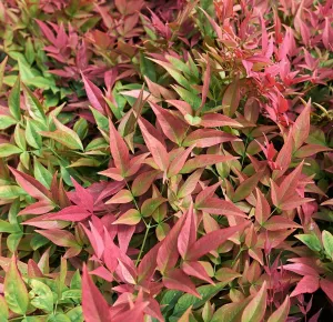Nandina Gulfstream | 2 Extra Large 3 Gallon Plants | Nandina Domestica 'Gulfstream' | Year-Round Colorful Foliage | Garden Accent