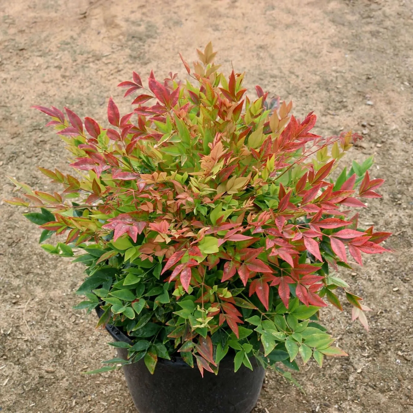 Nandina Gulfstream | 2 Extra Large 3 Gallon Plants | Nandina Domestica 'Gulfstream' | Year-Round Colorful Foliage | Garden Accent
