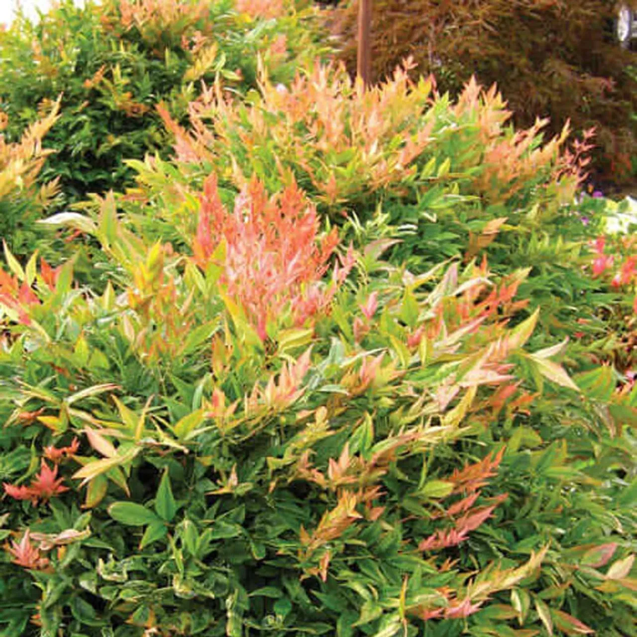 Nandina Gulfstream | 2 Extra Large 3 Gallon Plants | Nandina Domestica 'Gulfstream' | Year-Round Colorful Foliage | Garden Accent