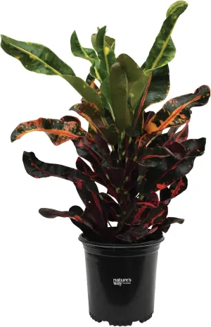 Nature's Way Farms Croton Mamey Live Plant (18-24 in. Tall) in Grower Pot
