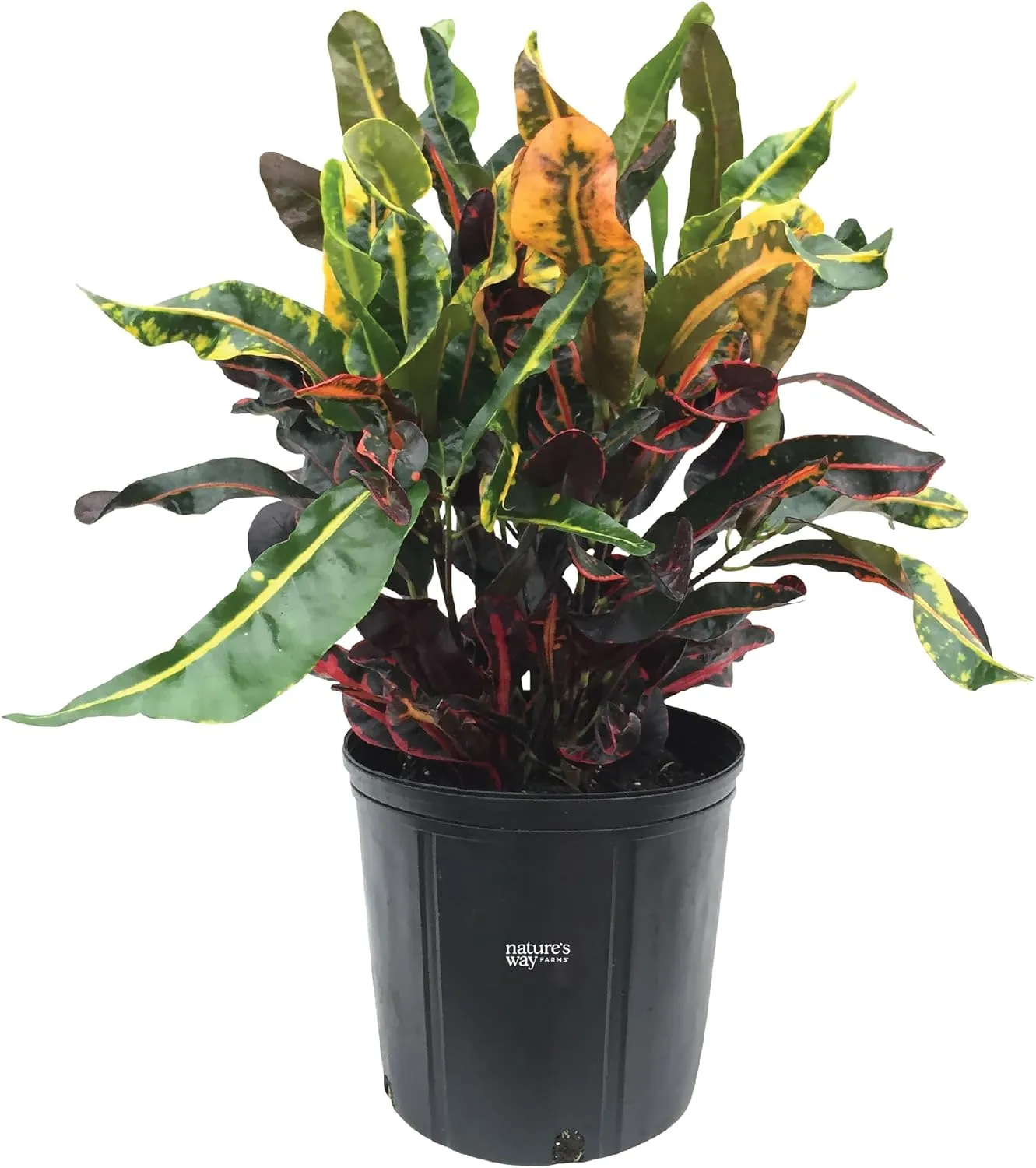 Nature's Way Farms Croton Mamey Live Plant (25-30 in. Tall) in Grower Pot