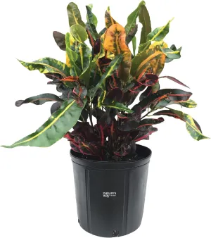 Nature's Way Farms Croton Mamey Live Plant (25-30 in. Tall) in Grower Pot