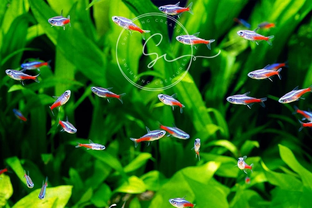 Neon Tetra (Paracheirodon innesi) Freshwater Aquarium Fish Live (Approx. Size 1.5 cm)