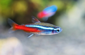 Neon Tetra (Paracheirodon innesi) Freshwater Aquarium Fish Live (Approx. Size 1.5 cm)