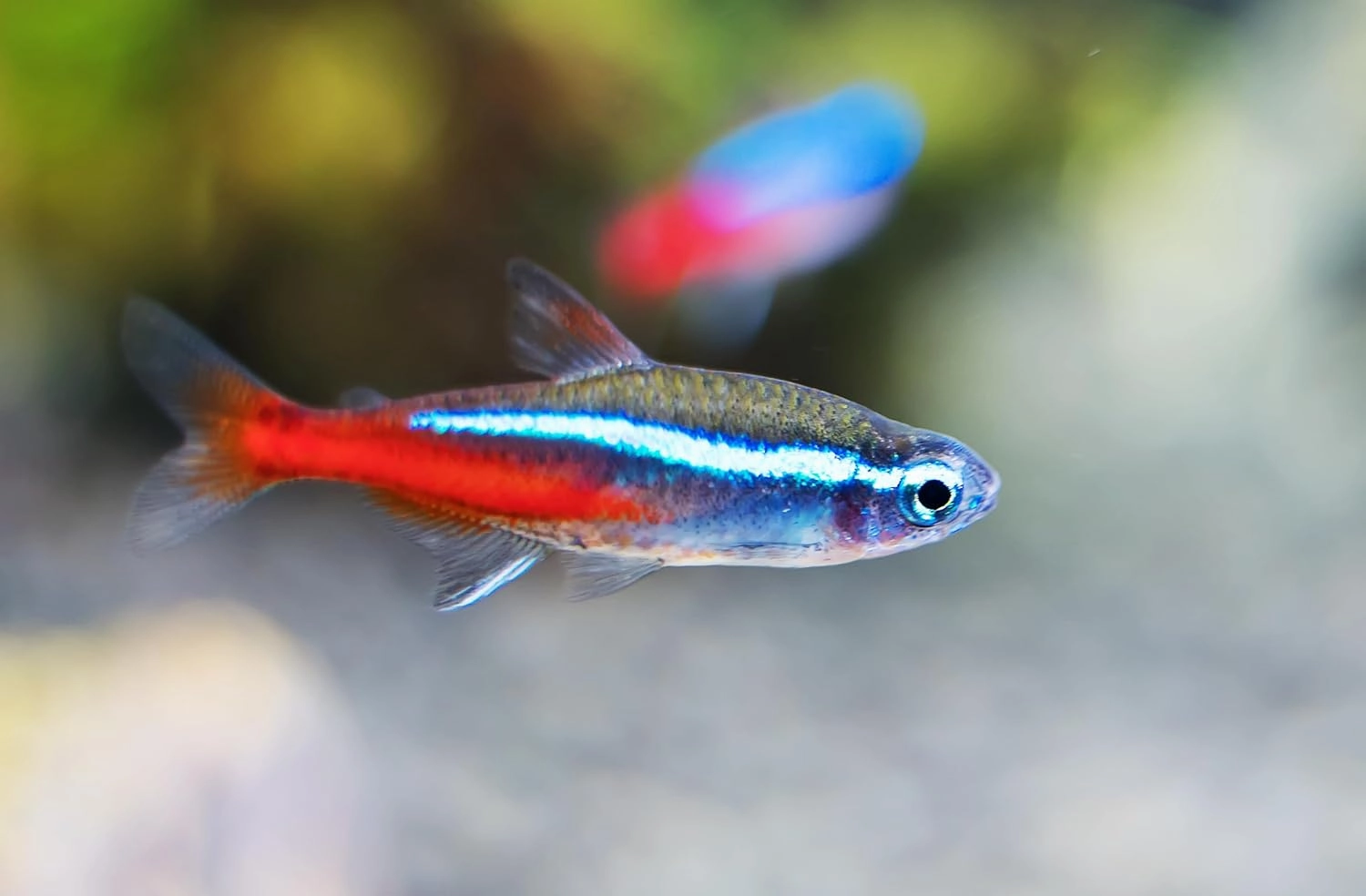 Neon Tetra (Paracheirodon innesi) Freshwater Aquarium Fish Live (Approx. Size 1.5 cm)