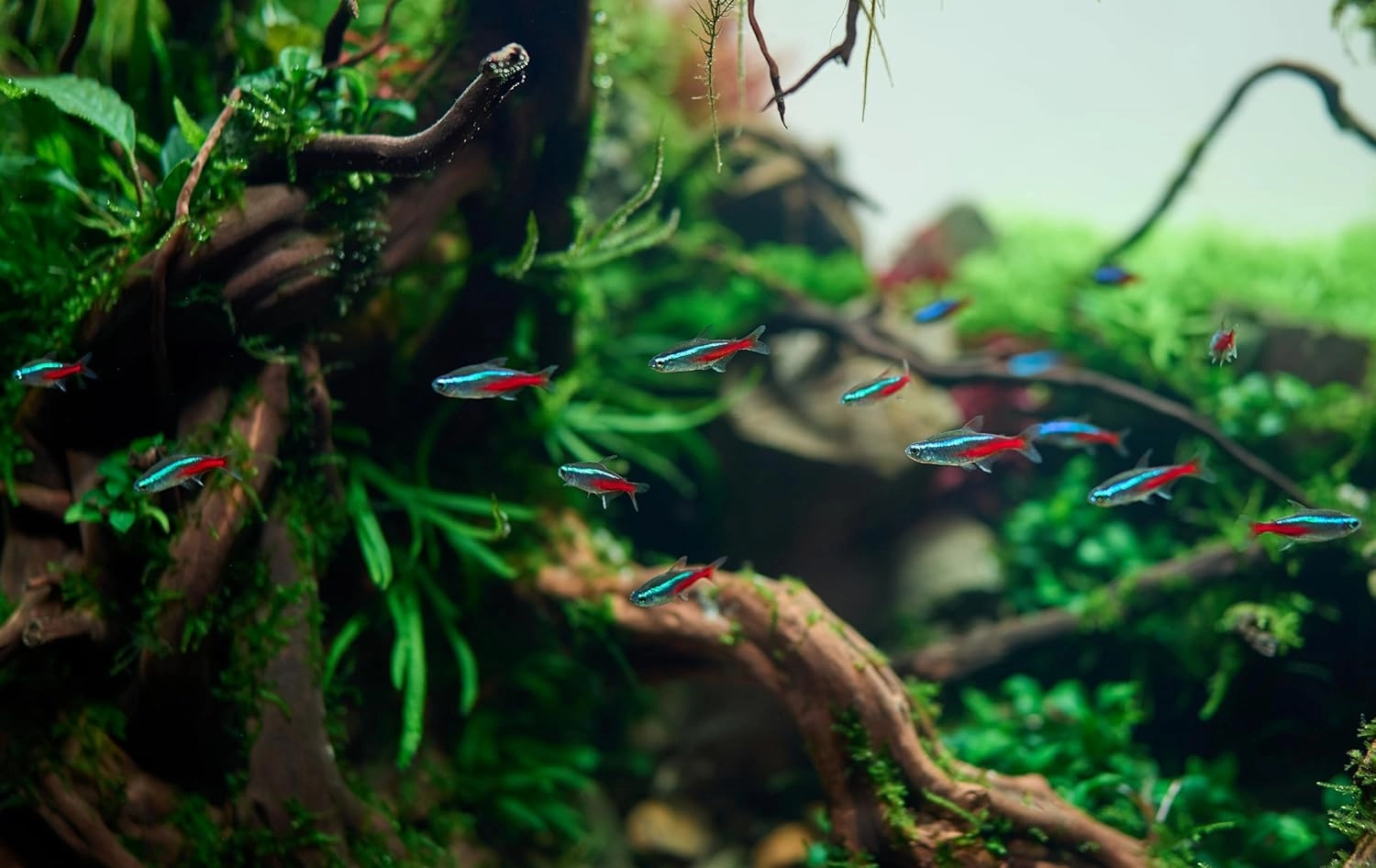 Neon Tetra (Paracheirodon innesi) Freshwater Aquarium Fish Live (Approx. Size 1.5 cm)