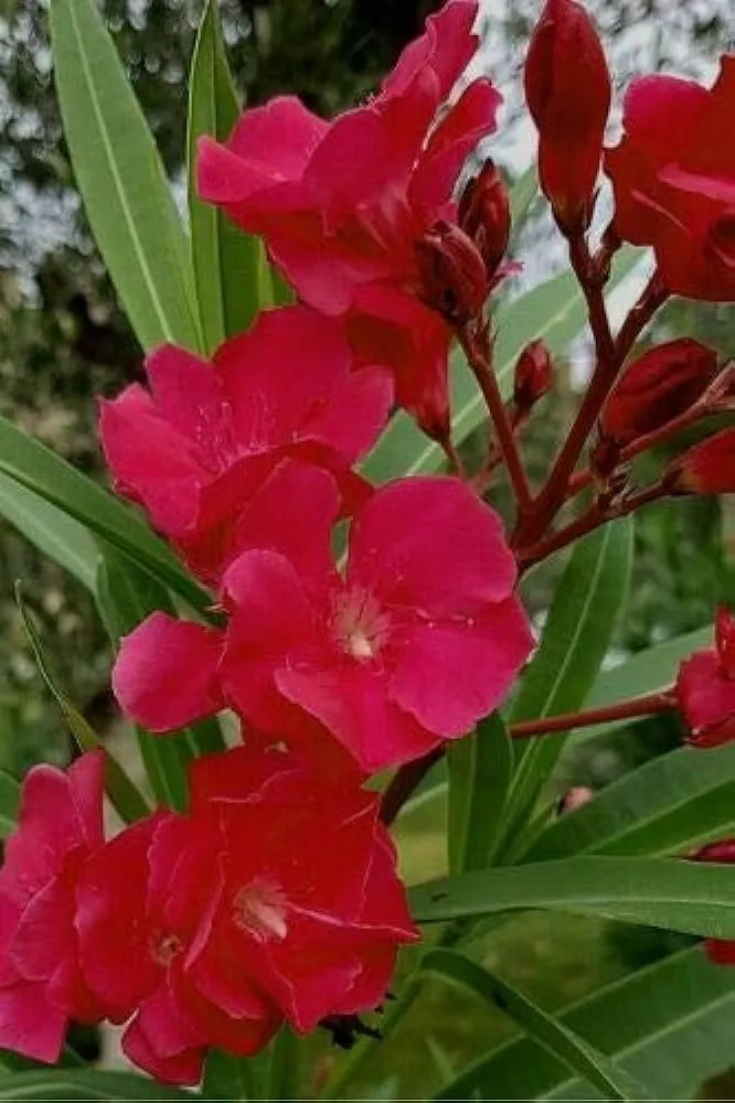 Oleander Red | 1 Extra Large 3 Gallon Plant | Nerium Oleander | Stunning Landscape Addition | Sun-Loving Blooms
