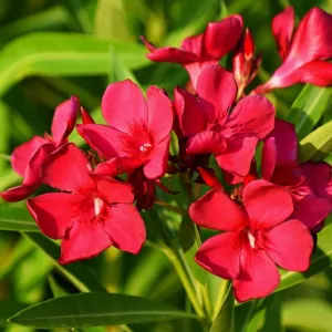 Oleander Red | 1 Extra Large 3 Gallon Plant | Nerium Oleander | Stunning Landscape Addition | Sun-Loving Blooms