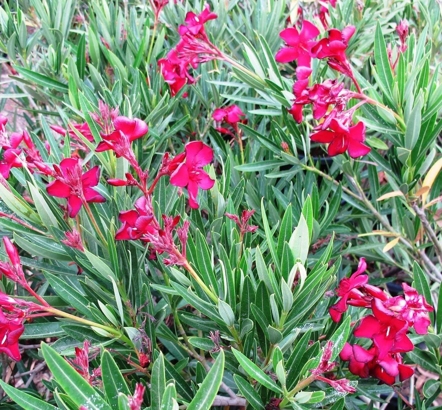 Oleander Red | 2 Extra Large 3 Gallon Plants | Nerium Oleander | Stunning Landscape Addition | Sun-Loving Blooms
