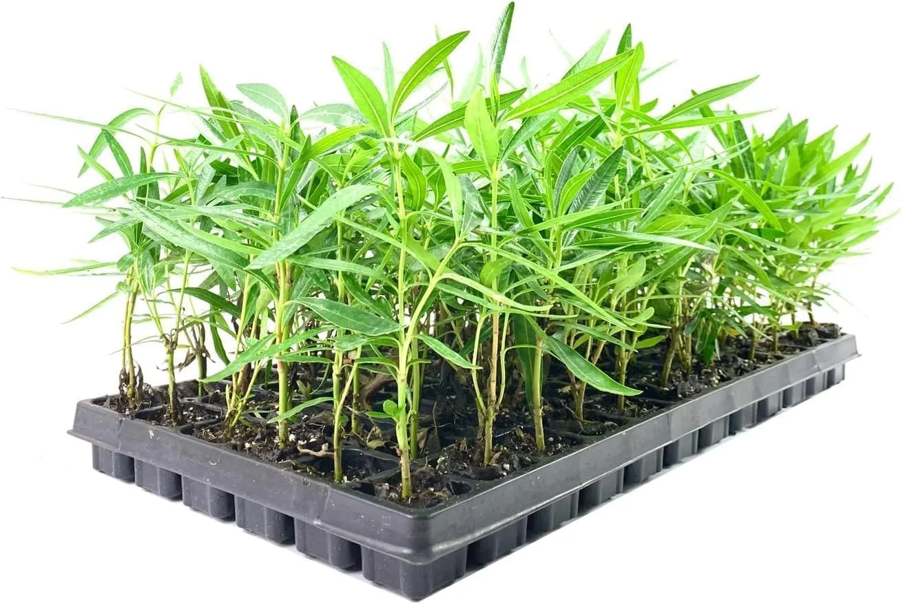 Oleander Red Plants | 10 Live Plants | Nerium Oleander | Vibrant Red Blooms | Ideal for Outdoor Landscaping | Hardy & Low-Maintenance | Attracts Pollinators | Perfect for Hedges & Borders
