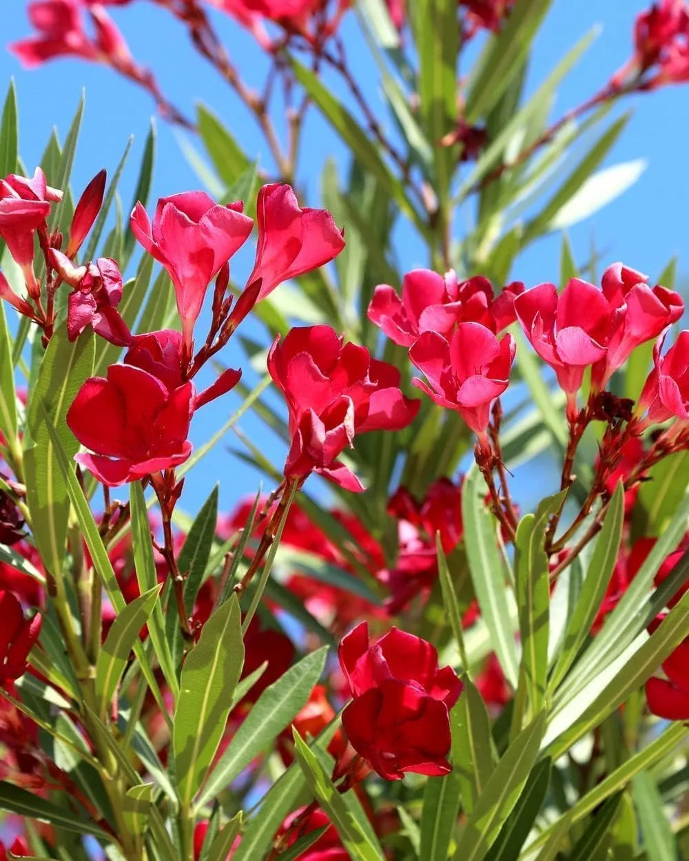 Oleander Red Plants | 10 Live Plants | Nerium Oleander | Vibrant Red Blooms | Ideal for Outdoor Landscaping | Hardy & Low-Maintenance | Attracts Pollinators | Perfect for Hedges & Borders