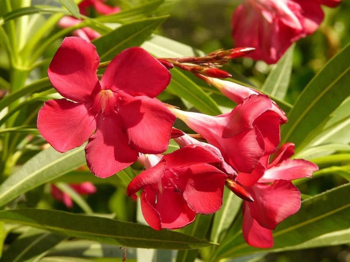 Oleander Red Plants | 10 Live Plants | Nerium Oleander | Vibrant Red Blooms | Ideal for Outdoor Landscaping | Hardy & Low-Maintenance | Attracts Pollinators | Perfect for Hedges & Borders