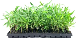 Oleander Red Plants | 3 Live Plants | Nerium Oleander | Vibrant Red Blooms | Ideal for Outdoor Landscaping | Hardy & Low-Maintenance | Attracts Pollinators | Perfect for Hedges & Borders