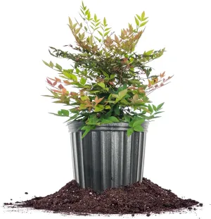 PERFECT PLANTS Gulfstream Nandina 1 Gal. Pot | Heavenly Bamboo | Low Maintenance | Vibrant Color Changing Foliage