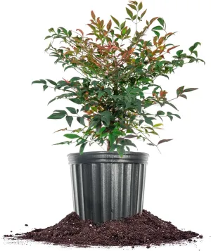 PERFECT PLANTS Gulfstream Nandina 3 Gal. Pot | Heavenly Bamboo | Low Maintenance | Vibrant Color Changing Foliage