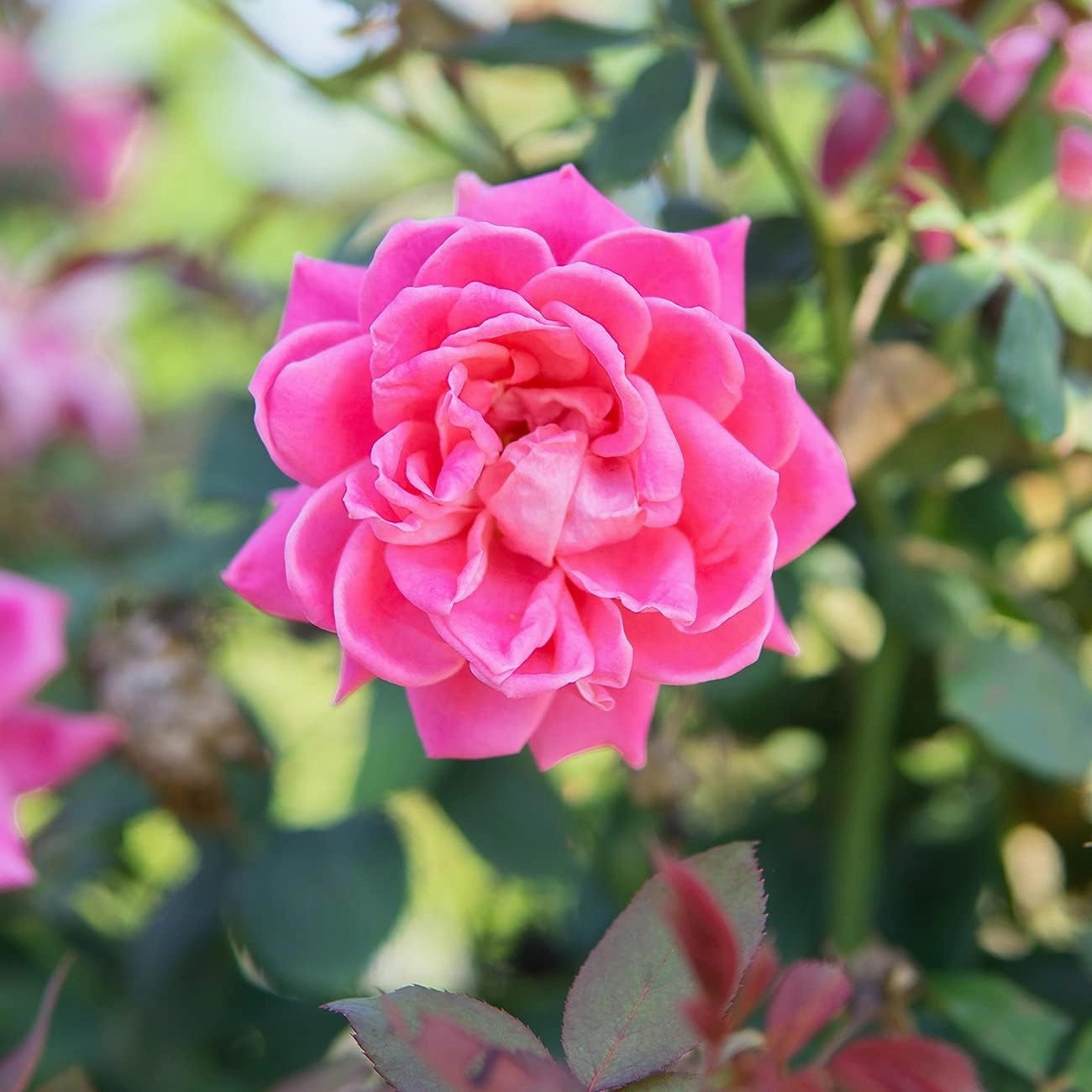 PERFECT PLANTS Double Pink Knock Out Rose Tree | Unique Topiary | Eye Catching Bright Pink Blooms