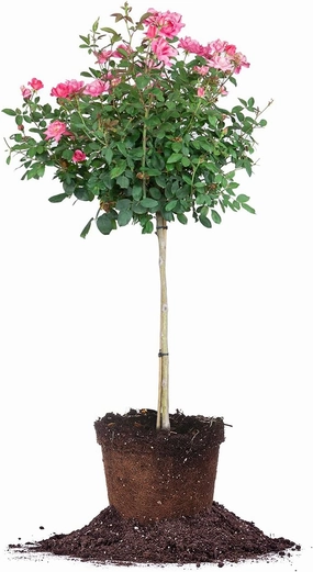 PERFECT PLANTS Double Pink Knock Out Rose Tree | Unique Topiary | Eye Catching Bright Pink Blooms