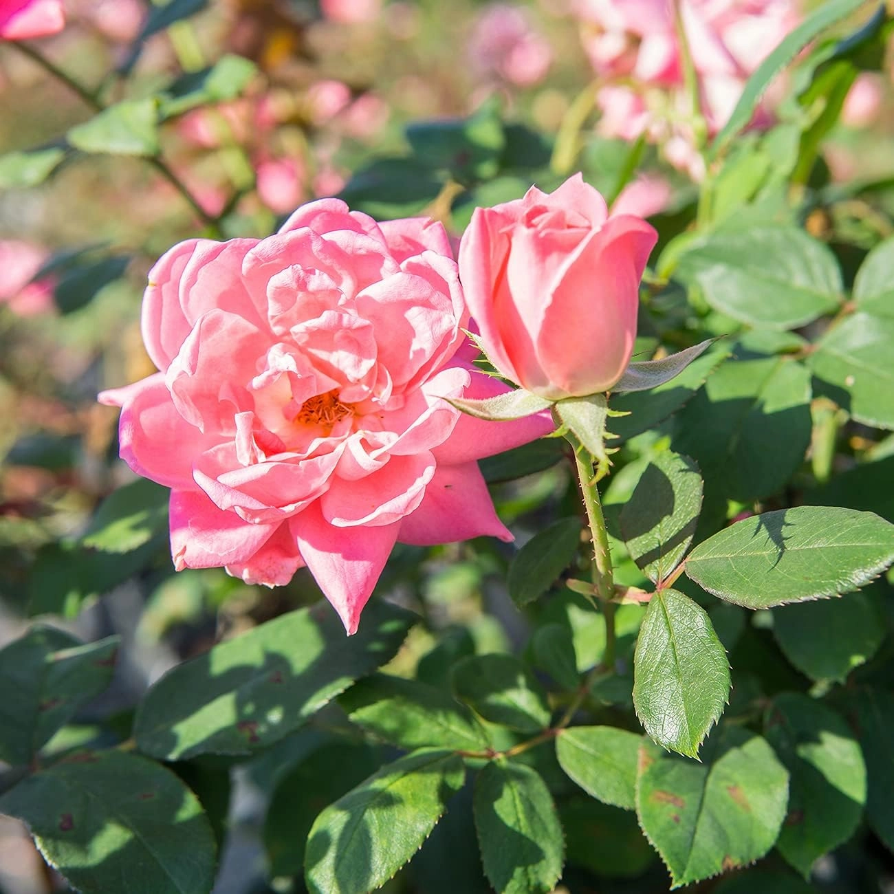 PERFECT PLANTS Double Pink Knock Out Rose Tree | Unique Topiary | Eye Catching Bright Pink Blooms