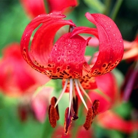 Red Tiger Lilies Flower Bulbs - 3 Lily Bulbs per Pack - Attracts Butterflies and Hummingbirds - Good as Cut Flowers - Naturalizing - Perennializing - Easy to Grow Live Plants - Outdoor Garden