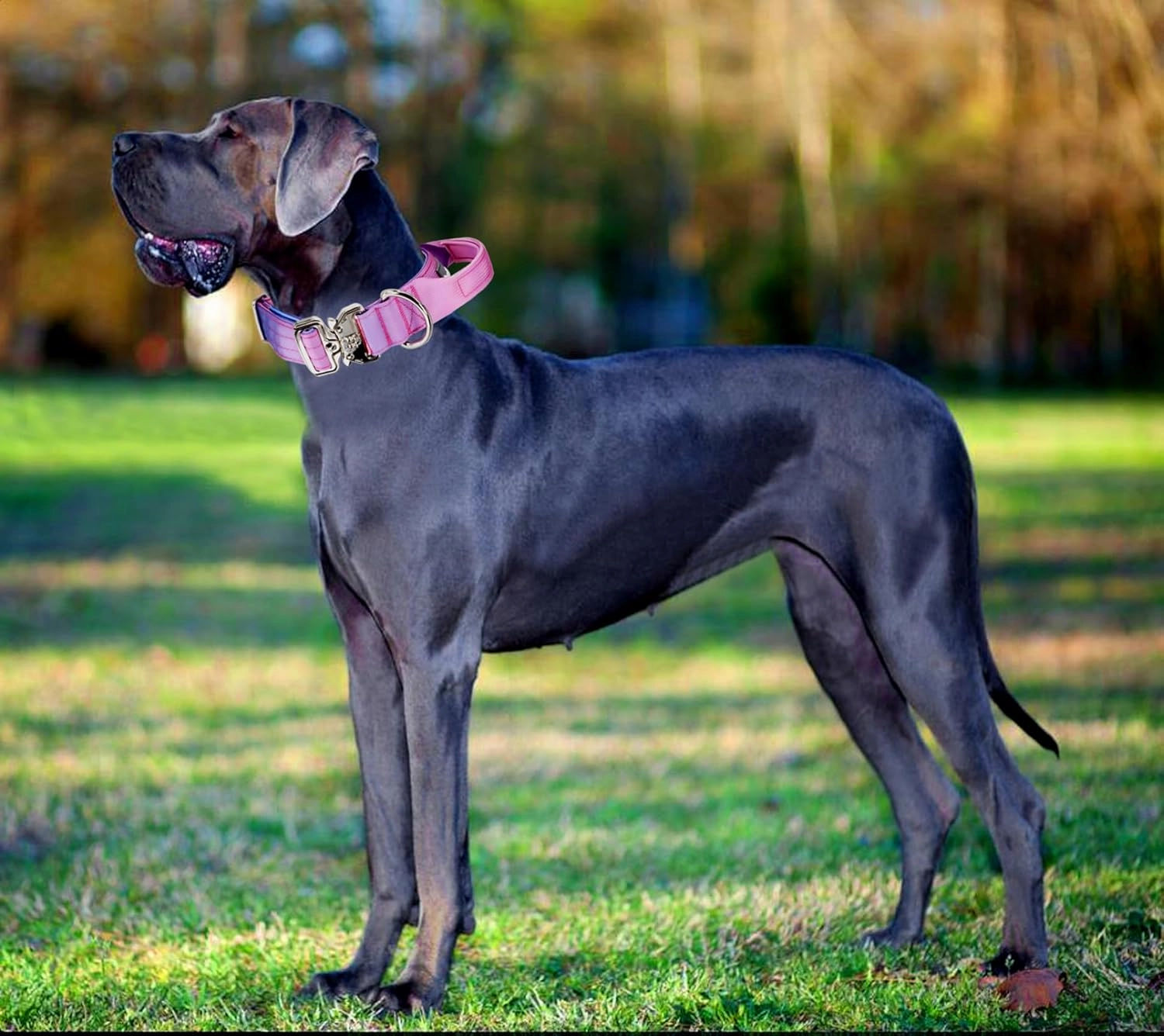 Tactical Dog Collar, Wide Thick Heavy Duty Dog Collar with Handle, Soft Neoprene Padded Military-Grade Nylon Training Collar with Quick Release Metal Buckle for Large Dogs (Pink, L,XL)