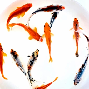 Toledo Goldfish Live Shubunkin and Comet Goldfish Combo, Live Fish with a Variety of Colors and Patterns - Perfect for Ponds, Tanks, and Aquariums - 3-4 Inches, 3 of Each, 6 Total Count