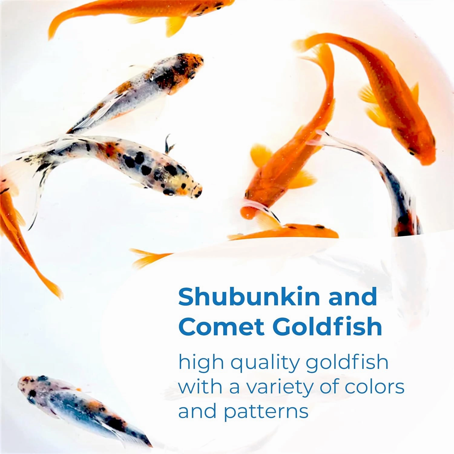 Toledo Goldfish Live Shubunkin and Comet Goldfish Combo, Live Fish with a Variety of Colors and Patterns - Perfect for Ponds, Tanks, and Aquariums - 3-4 Inches, 3 of Each, 6 Total Count