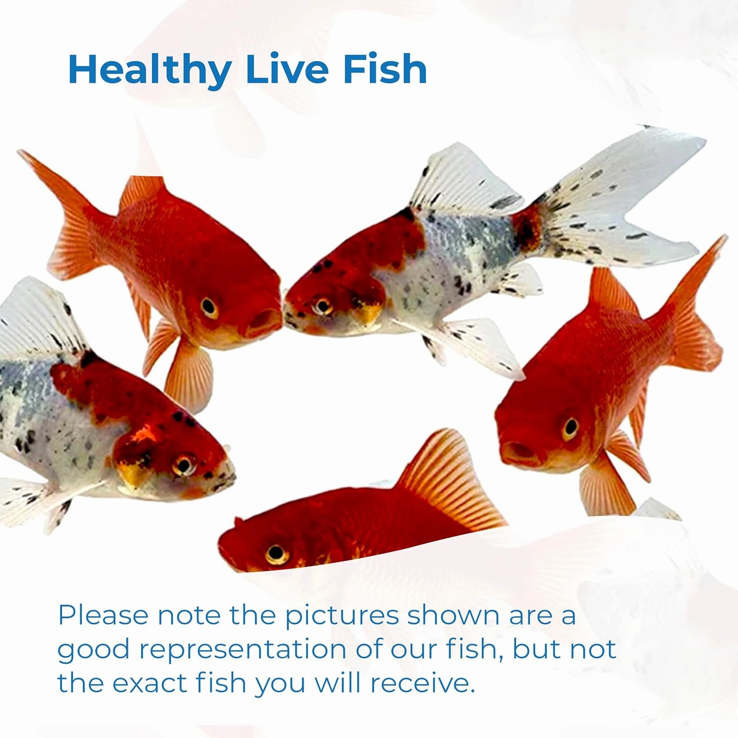 Toledo Goldfish Live Shubunkin and Comet Goldfish Combo, Live Fish with a Variety of Colors and Patterns - Perfect for Ponds, Tanks, and Aquariums - 3-4 Inches, 3 of Each, 6 Total Count
