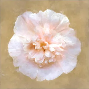 Trademark Fine Art Canvas Wall Art - Emma Eve Cunningham 'Flower 4 - Majorette Double Champagne Hollyhock' Wall Art for Living Room, Bedroom, or Office Décor