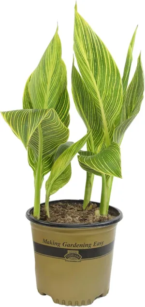Variegated Canna Tropicana Lily 'Gold', Easy Cannas, Live Lilies for Garden, Striped Tropical Perennial Outdoor Plant, Blooms Orange & Yellow Flowers in 4 qt. Grower Pot by Plants for Pets