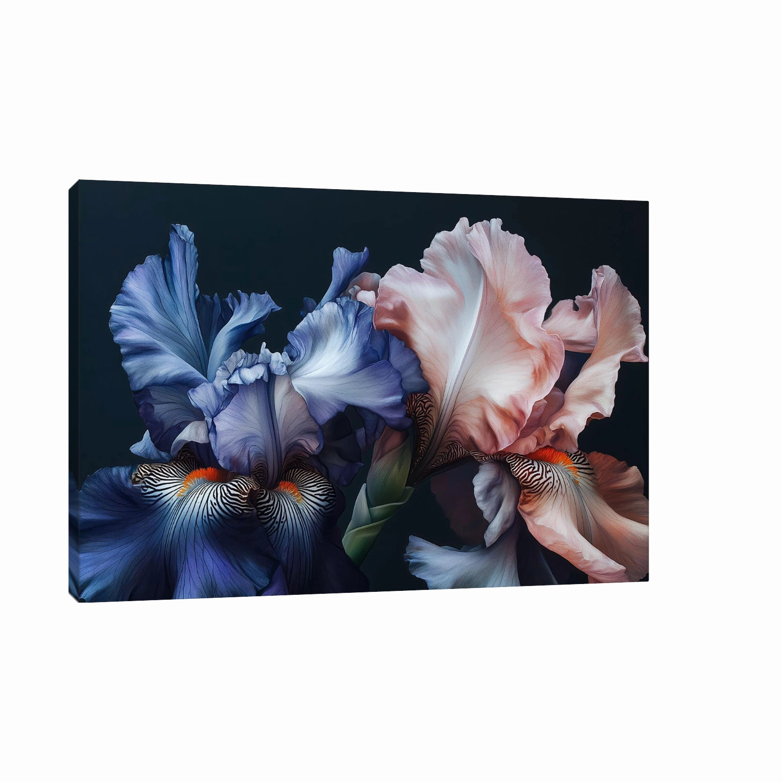 Vibrant Iris